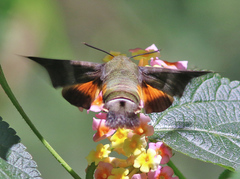 Macroglossum glaucoptera