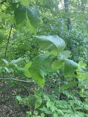 Phylloxera caryaeglobuli