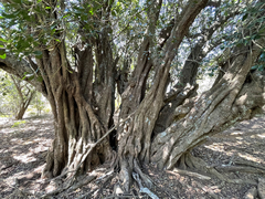 Sideroxylon socorrense