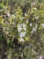 Salvia rosmarinus