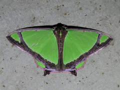 Agathia laetata