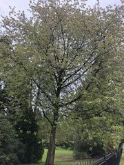 Prunus avium