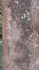 Pleurostylia capensis