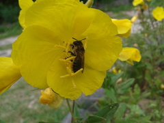 Megachile