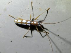 Olenecamptus formosanus