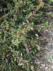 Cotoneaster × suecicus