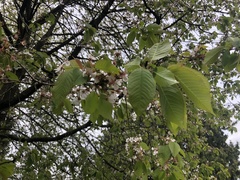 Prunus avium