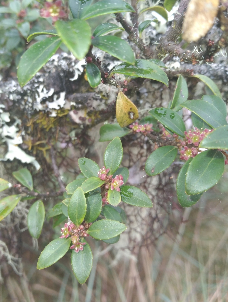 Maytenus conferta
