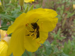 Megachile