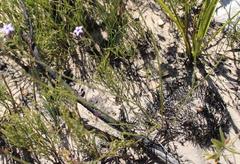 Siphocodon spartioides