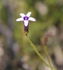 Siphocodon spartioides