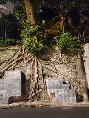 Ficus virens sublanceolata