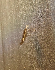 Epicephala lativalvaris