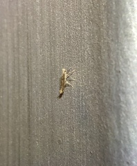 Epicephala lativalvaris