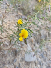 Adesmia miraflorensis