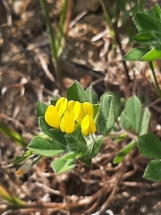 Lotus ornithopodioides