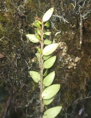 Disterigma alaternoides