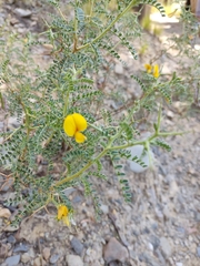 Adesmia miraflorensis