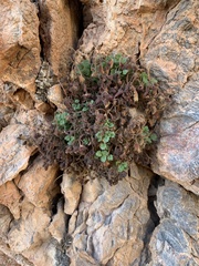 Phacelia geraniifolia