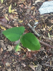 Magnoliopsida