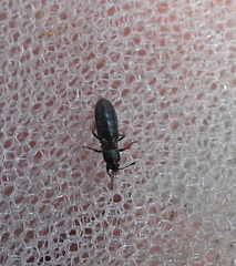 Dimorphopterus spinolae