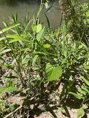 Aristolochia tomentosa