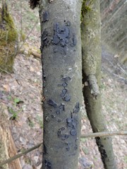 Biscogniauxia repanda