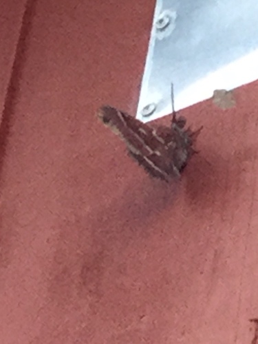 iNaturalist observation photo of Ceanothus Silk Moth
