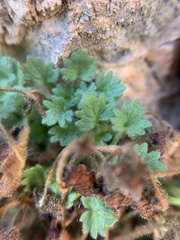 Phacelia geraniifolia