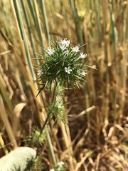 Navarretia intertexta