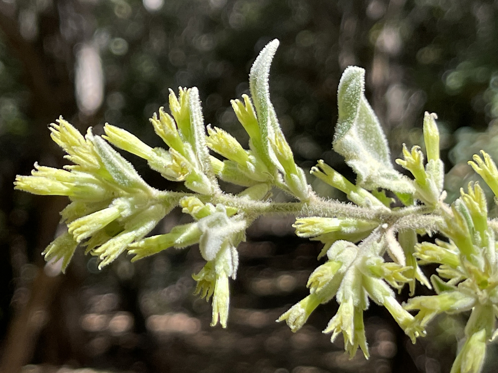 Cestrum pacificum