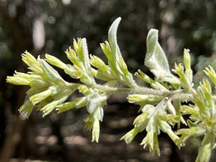 Cestrum pacificum