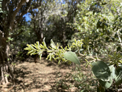 Cestrum pacificum