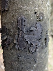 Biscogniauxia repanda