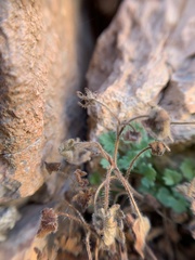Phacelia geraniifolia