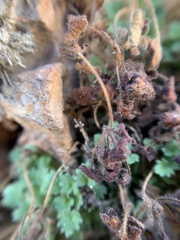 Phacelia geraniifolia