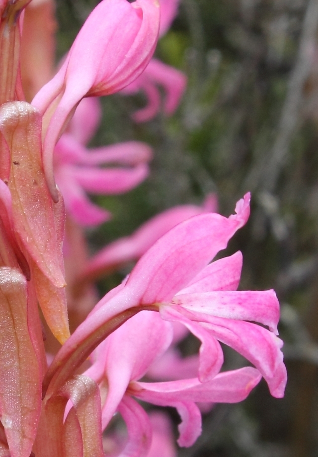 Small Pink Satyre
