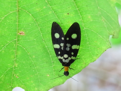 Neurhermes tonkinensis