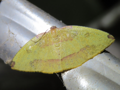 Heterolocha