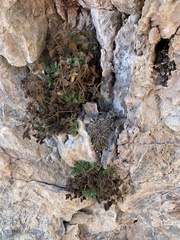 Phacelia geraniifolia