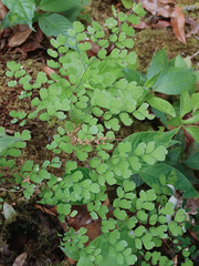 Adiantum tenerum
