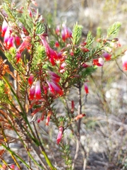 Erica regia