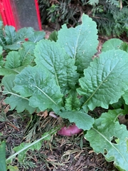 Brassica rapa rapa