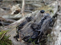 Biscogniauxia repanda