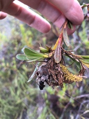 Caerostris sexcuspidata