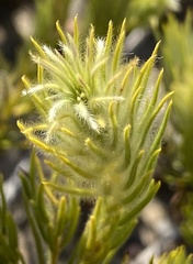 Phylica plumosa horizontalis