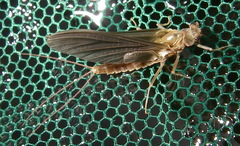 Ephemerella subvaria