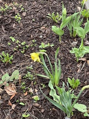 Narcissus