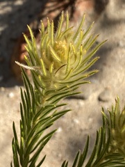 Phylica plumosa horizontalis