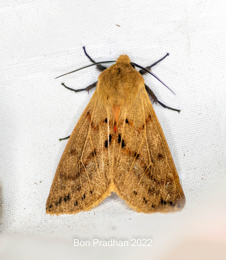 Spilarctia rubilinea